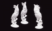 Cacatua 